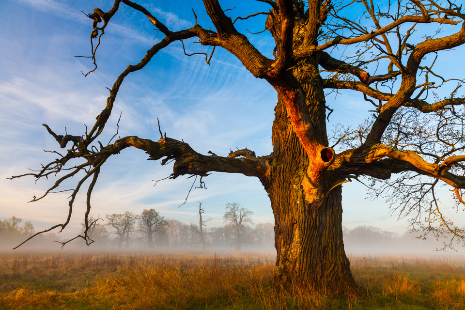 Rogalin - Oak