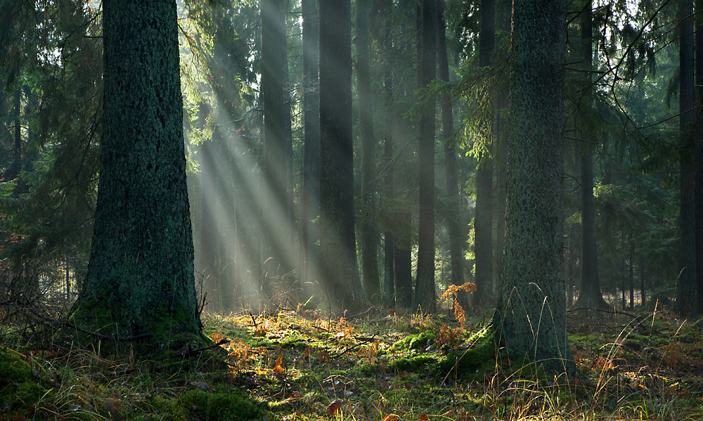 Bialowieza National Park